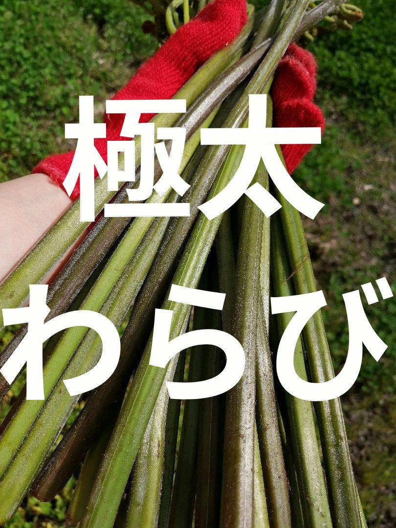 天然　山菜　極太　わらび〜4キロ⑥