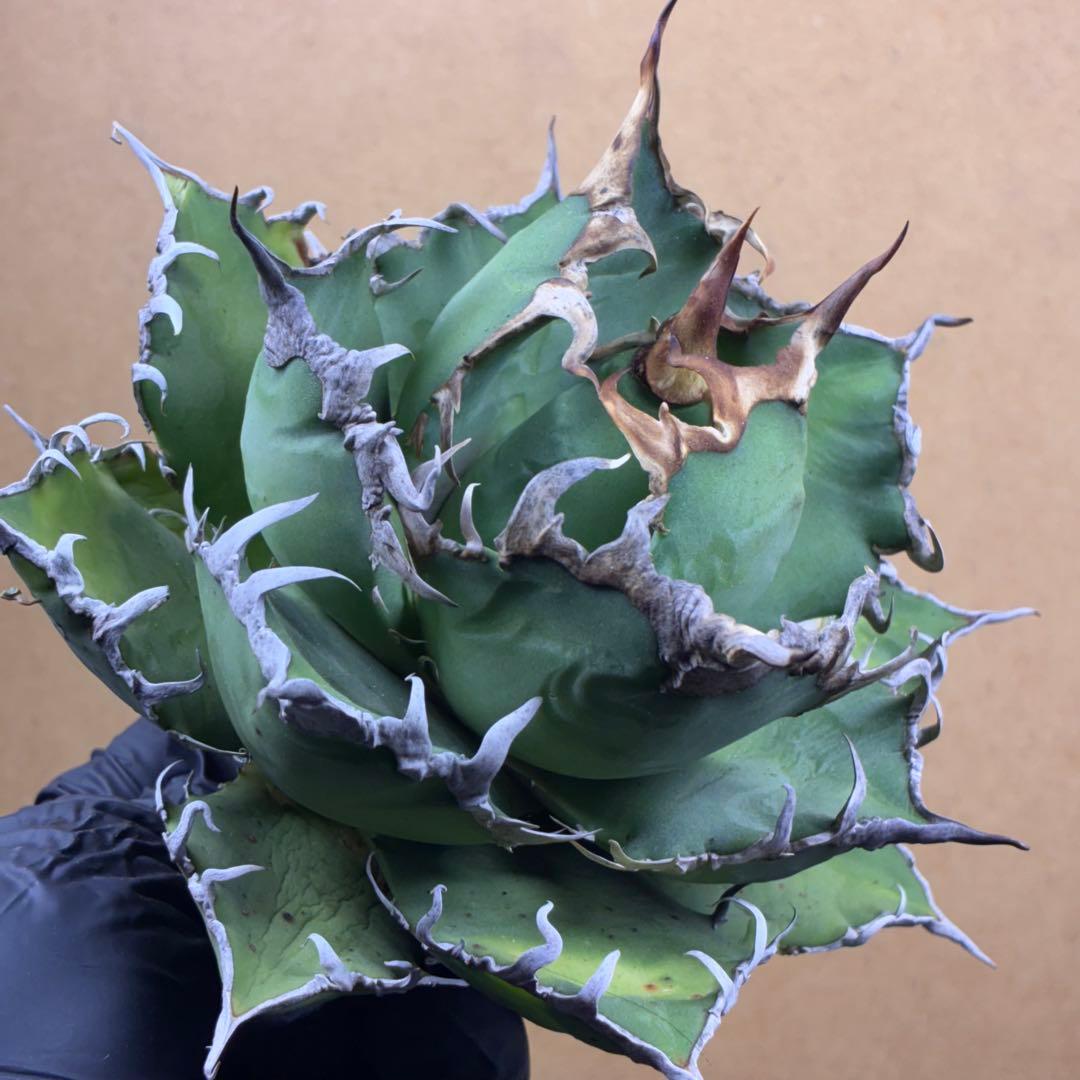 アガベ　チタノタ　ビッグスパイン アガベ チタノタ ビッグスパイン | THE CORE