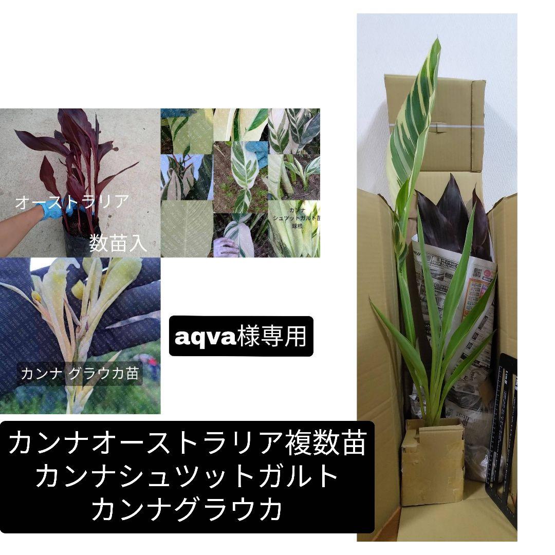 カンナ オーストラリア 苗 ブラックリーフ 赤花