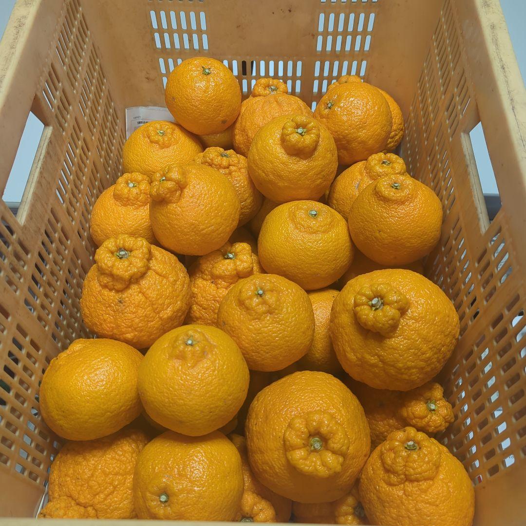 162愛媛県産 不知火 デコポン 家庭用 ９㎏