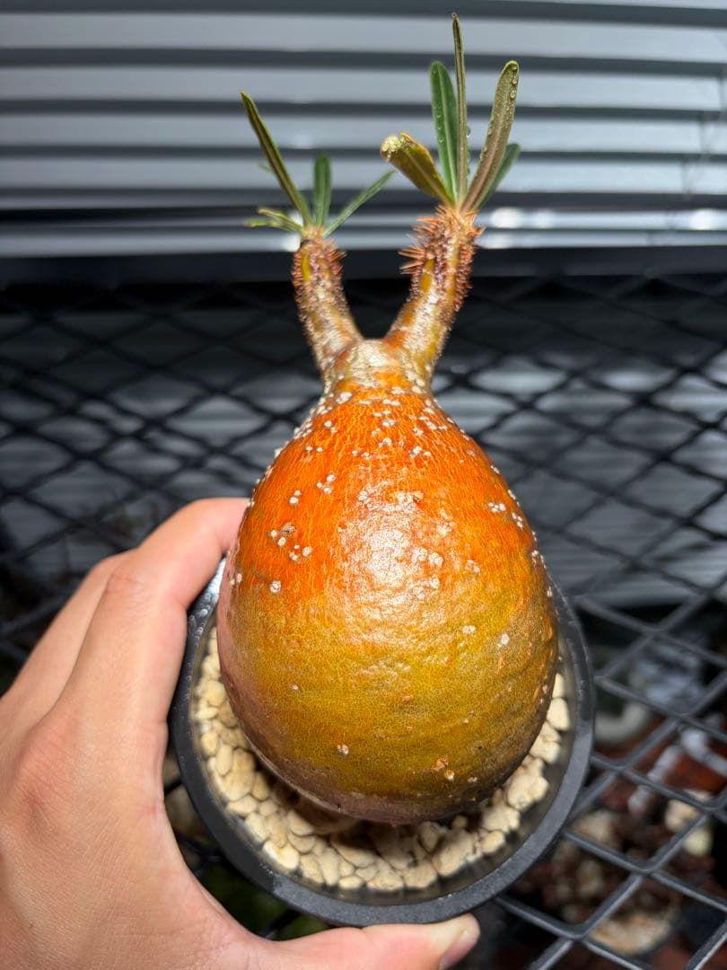 発根済 塊根植物 パキポディウム グラキリス 現地球目立った傷や汚れなし YUZUMIYA_COM