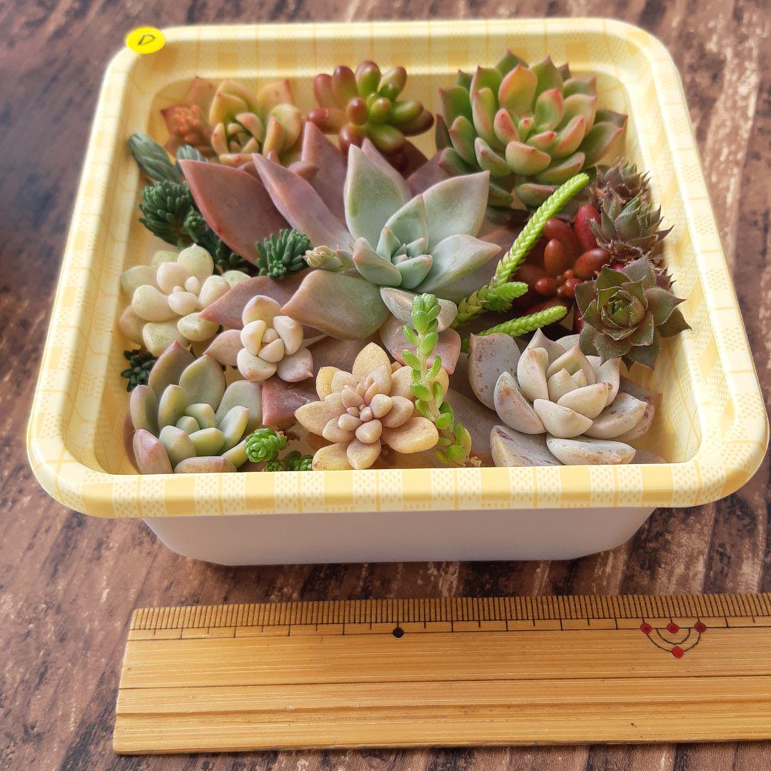 多肉植物⭐小さなカット苗⭐D⭐ ANfBc-m77004118155 国産最新品