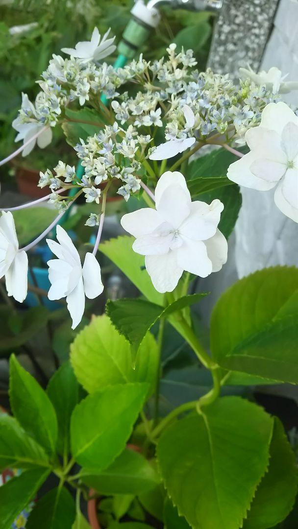 人気輸入アジサイ　挿し木苗 🌼人気レア!輸入紫陽花苗🌼Royalking Classic🌼の通販 by