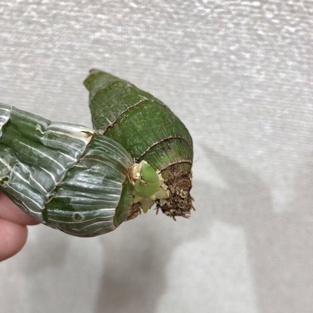 開花サイズ タケノコ蘭 Clowesia Rebecca Northen