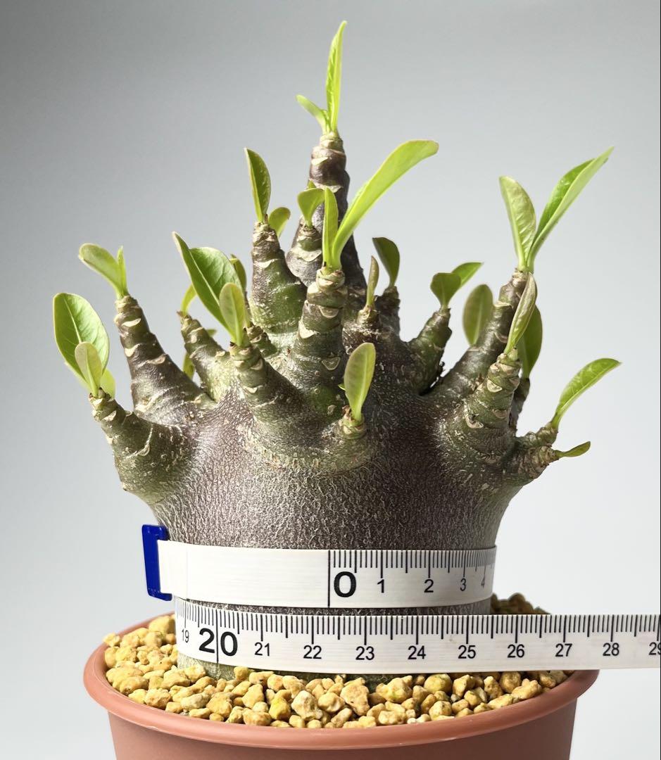 ガラメーA9鉢植え目立った傷や汚れなし