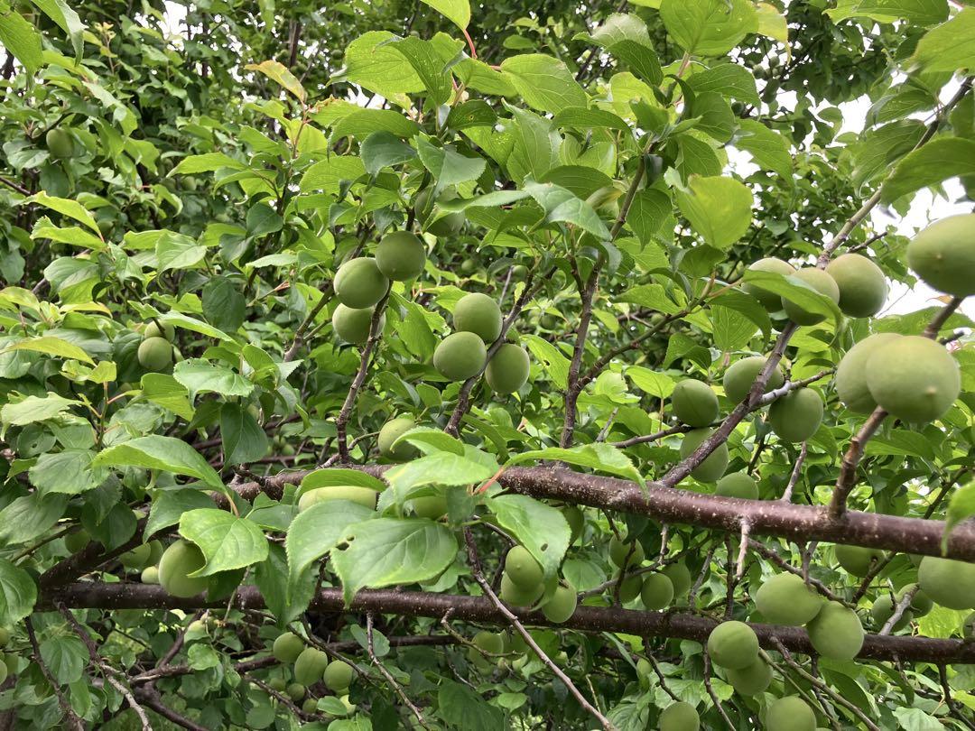 青梅　5キロ　無農薬　箱込み