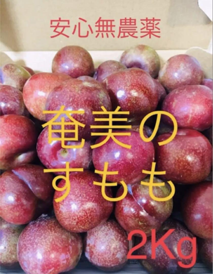★奄美大島産★奄美の特産！奄美プラム　ガラリ　2キロ
