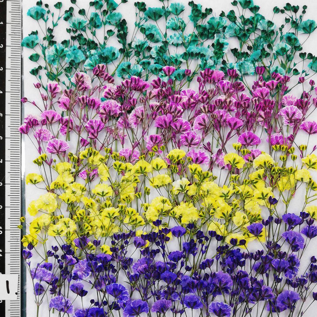 押し花 かすみ草 染め No111 押し花素材 押し立て出来立て メルカリ 押し花 かすみ草 染め No111 押し花素材 押し立て出来立て メルカリ