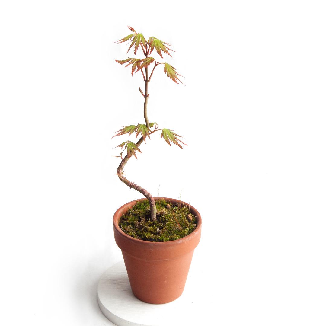 メルカリ ミニ盆栽 紅葉 もみじ 実生 植物 観葉植物 2 0 中古や未使用のフリマ