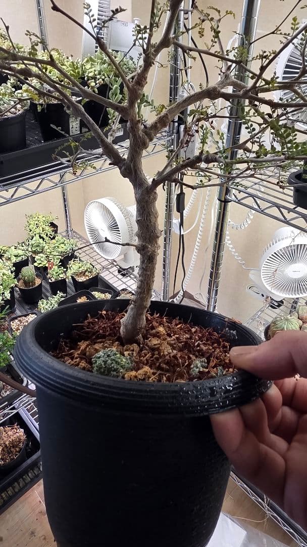 オペルクリカリアパキプス