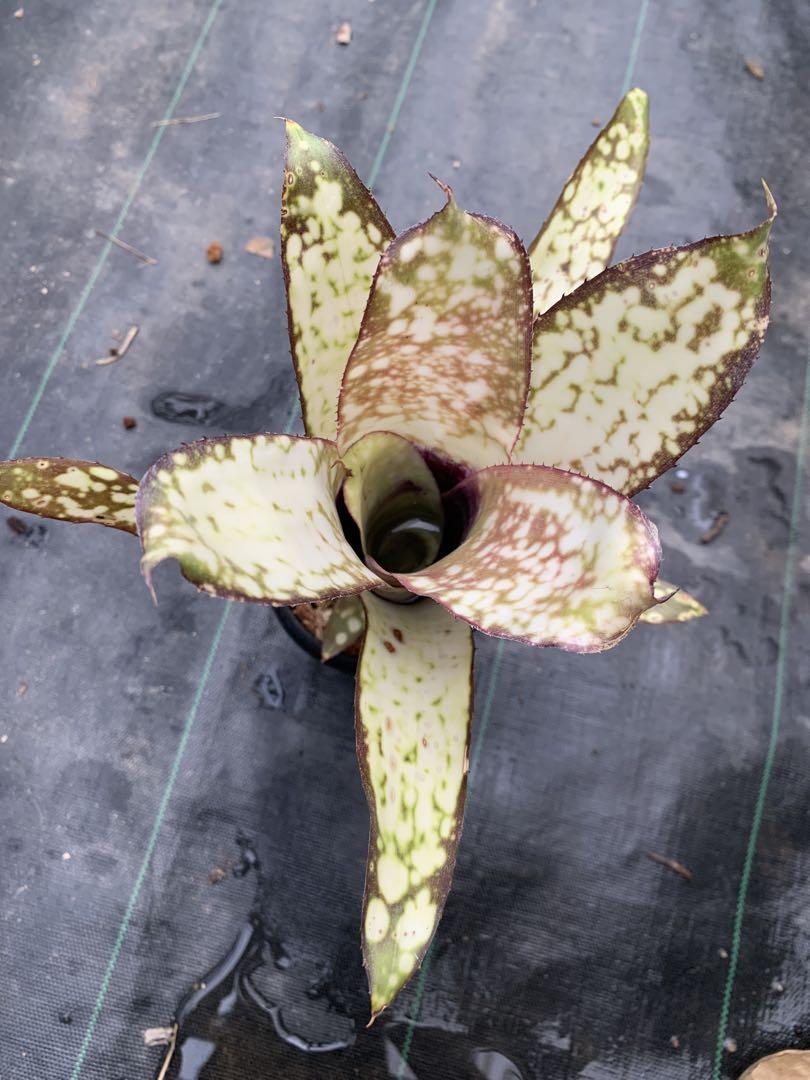 ビルベルギア　Billbergia ＊Hallelujah × Alaka'i