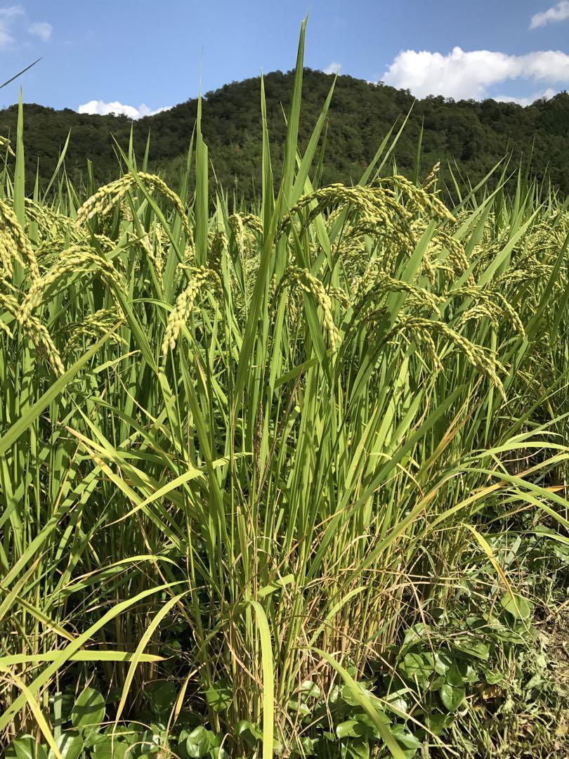Natural farming 桜沢如一 酵素玄米 七田式 自然療法 腸脳相関