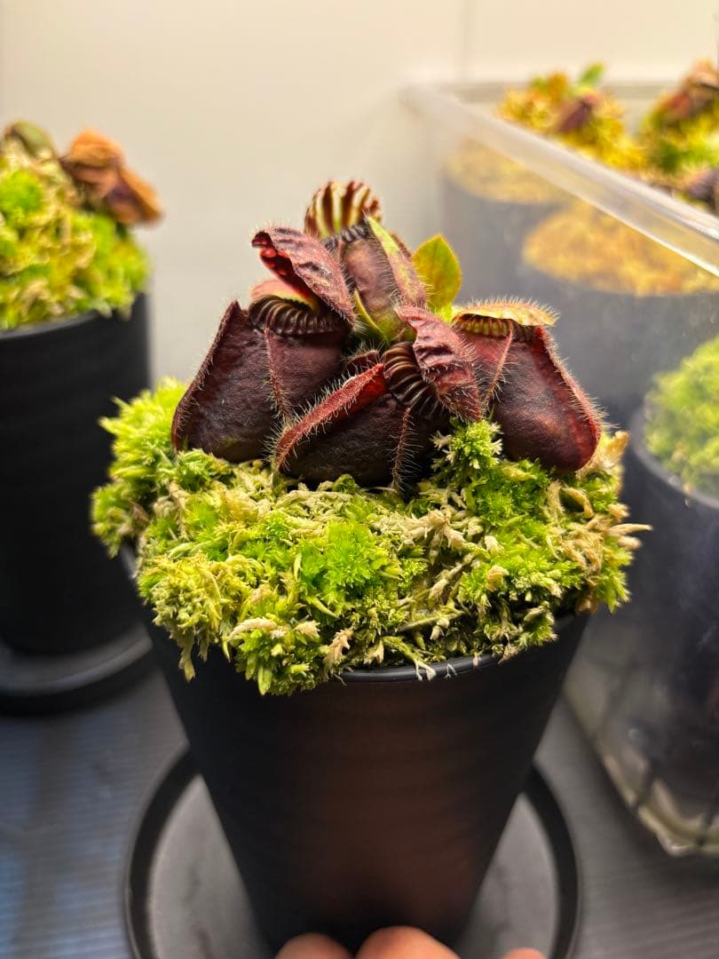 セファロタス フォリキュラリス ヴィルヘルマ目立った傷や汚れなし YUZUMIYA_COM