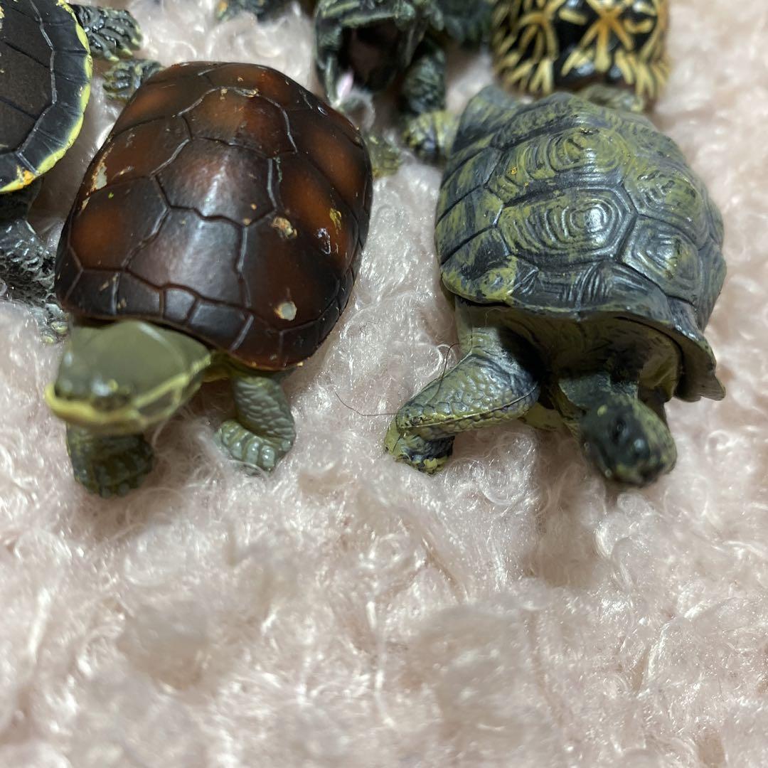 数量限定SALE 原色爬虫類カメ目図鑑 カメ フィギュア ゼニガメ ウミガメ 工芸品