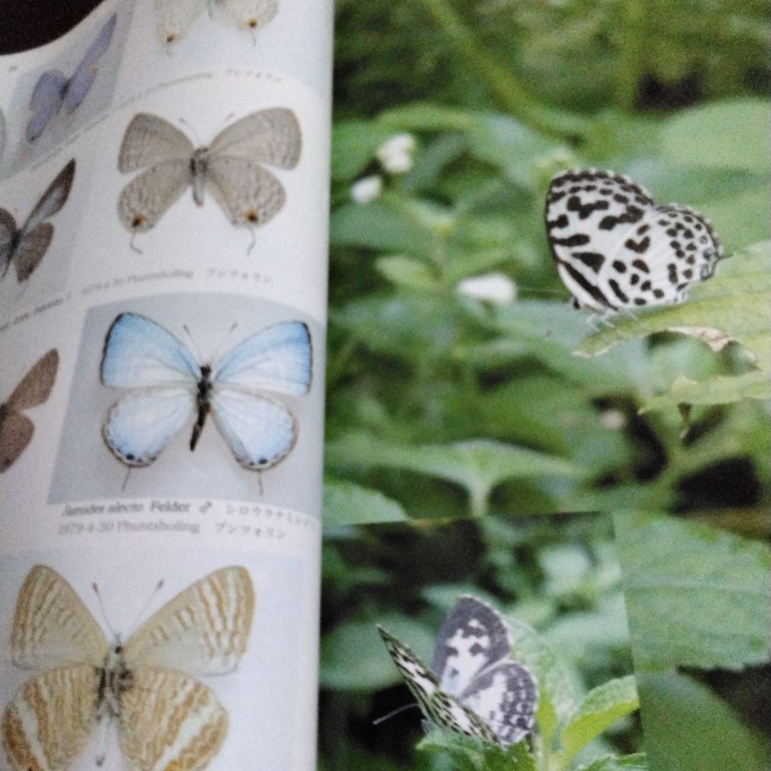 ブータンの蝶類　Butterflies of Bhutan　矢崎康幸