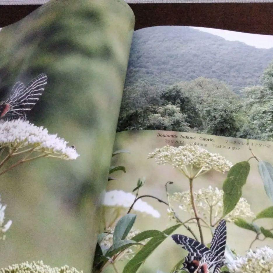 ブータンの蝶類　Butterflies of Bhutan　矢崎康幸