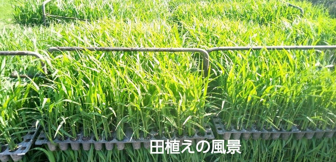 ゆめぴりか　玄米20kg(5kg袋x4)