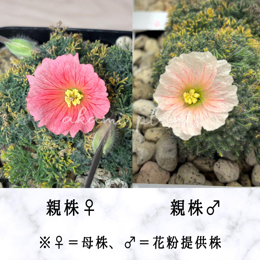 福袋 オンライン 自家採取 モンソニア 種子10粒 ペニクリナム サルコカウロン その他