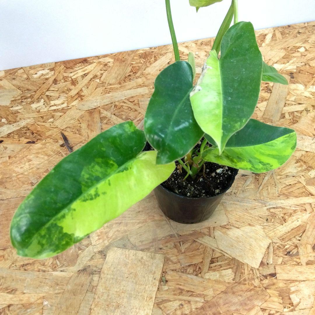 特価‼️フィロデンドロン バールマルクス バリエガータ 斑入り