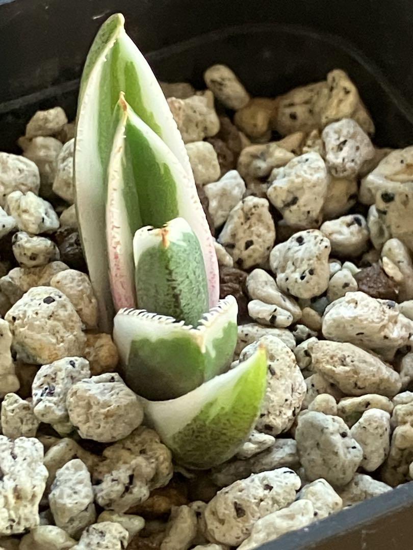 速達【鉢ごと発送】⑦希少　大きめ　活着間近　アガベ　チタノタ　豆豆龍錦　TC 希少【鉢ごと発送】11 速達大きめ発根済みアガベチタノタ豆豆龍錦TC