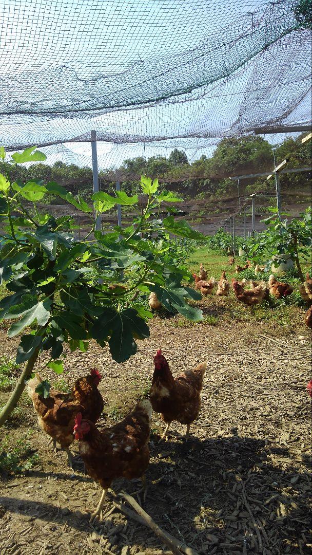 平飼い卵80個12/9常温発送