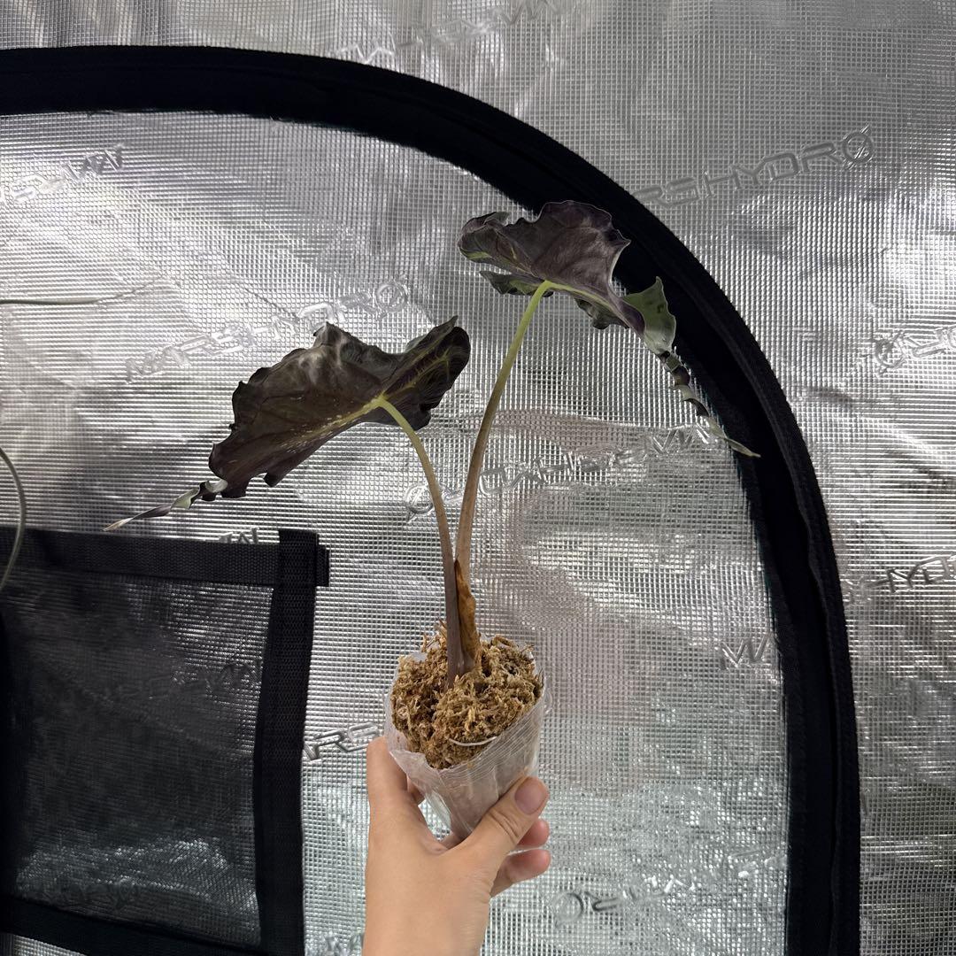 アロカシア alocasia ヴェノム① Alocasia Alocasia venom, 観葉植物 - Xplant