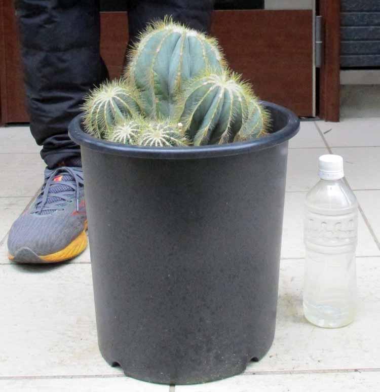 卍