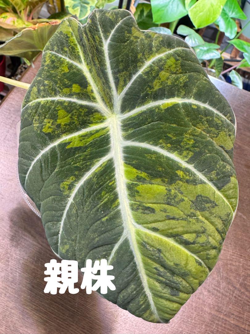 アロカシア ブラックベルベット 斑入り
