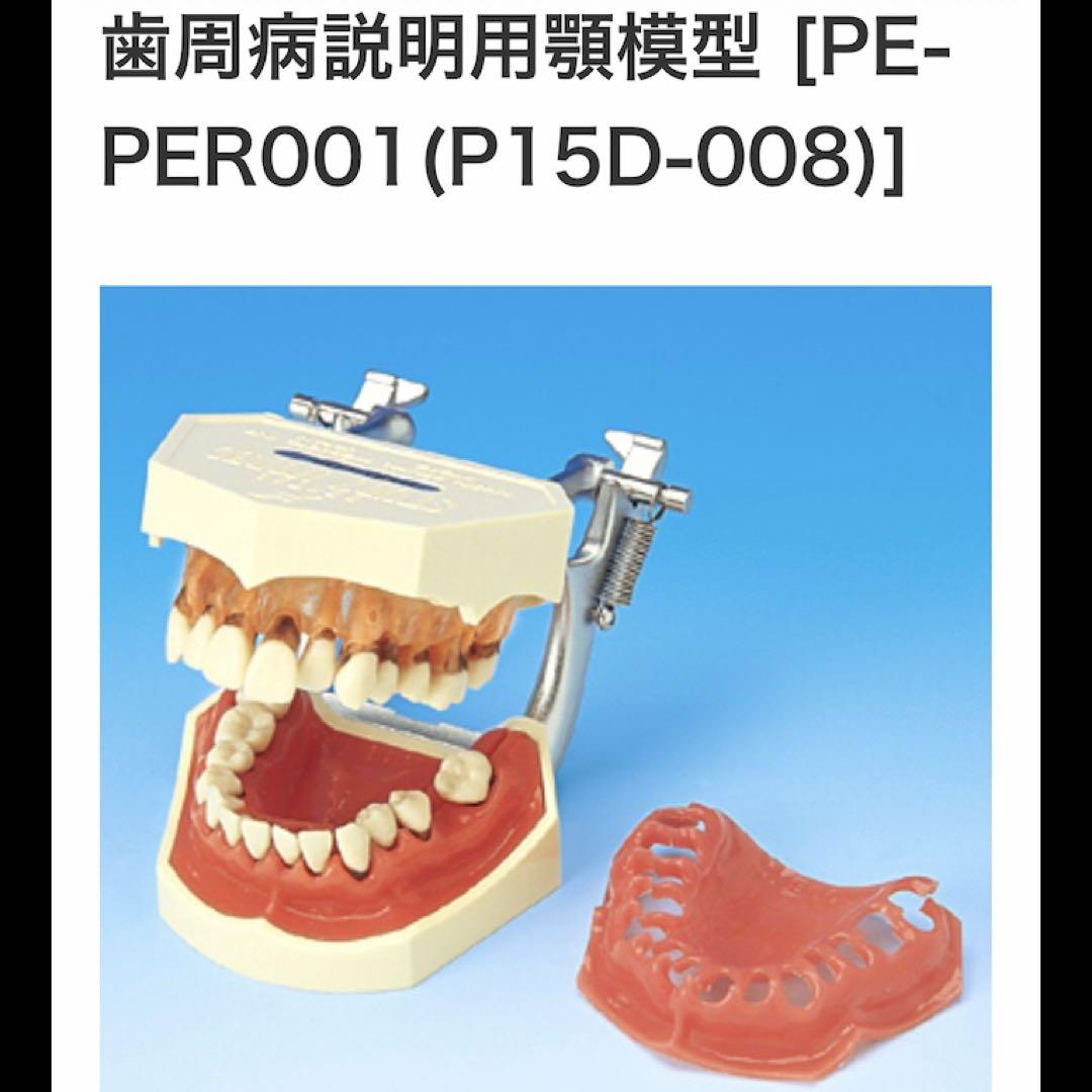 未使用品 歯科模型 NISSIN P15D-008