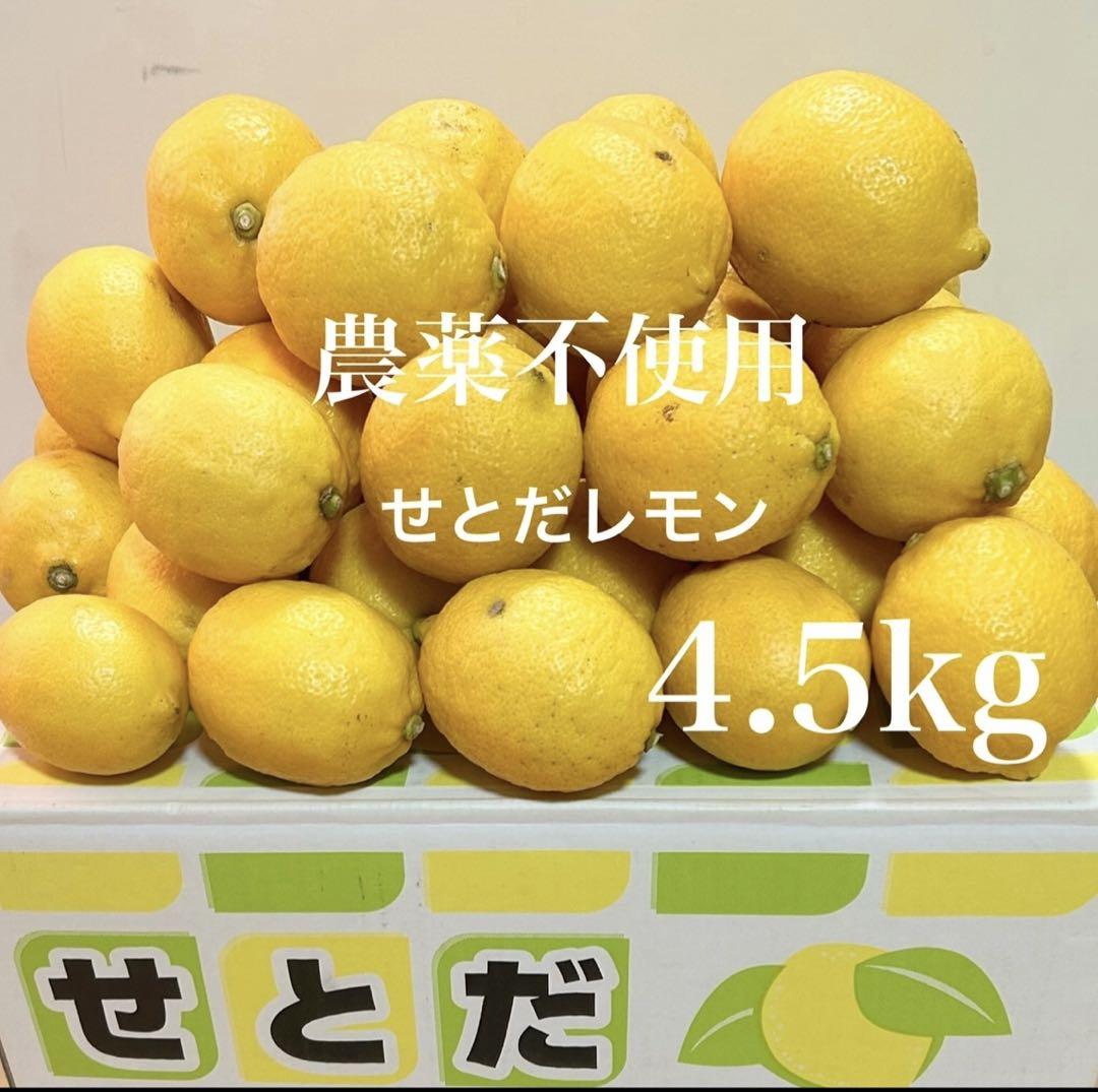 レモン　4枚 レモンの木 瀬戸内レモン 4年生接木大苗 産地で剪定済 1.5m苗