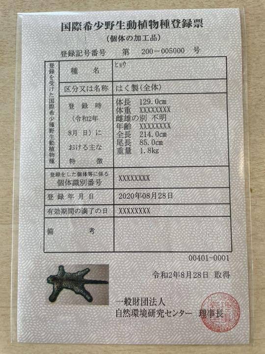 【希少】登録票付　爪付ヒョウ　剥製　敷物　ラグマット　214㌢ 毛皮　壁掛　豹