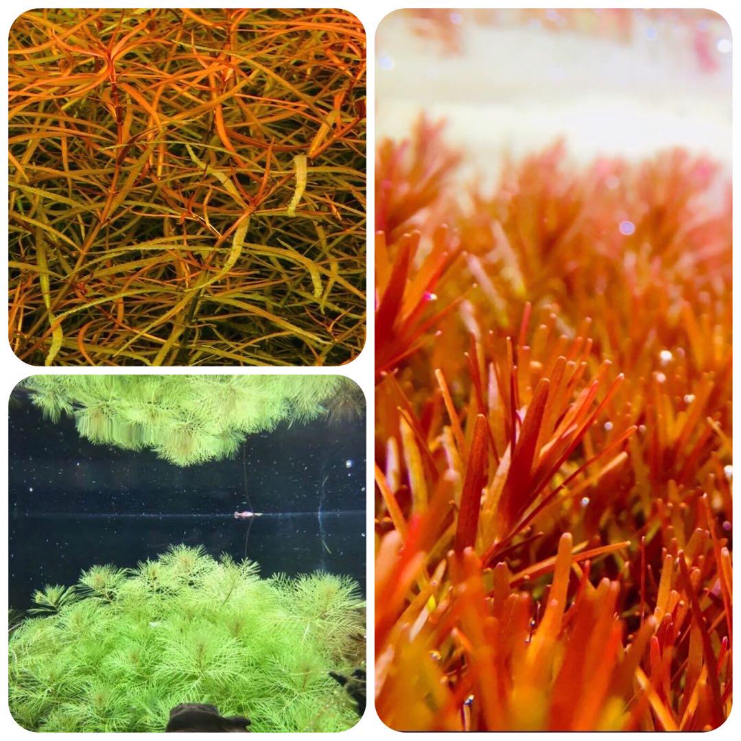 水草セット 3種類 水中葉 無農薬 無害虫 - メルカリ