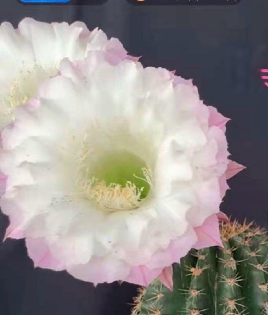 貴重実生品種‼️新種花サボテン‼️No.10カキコ一個 - メルカリ