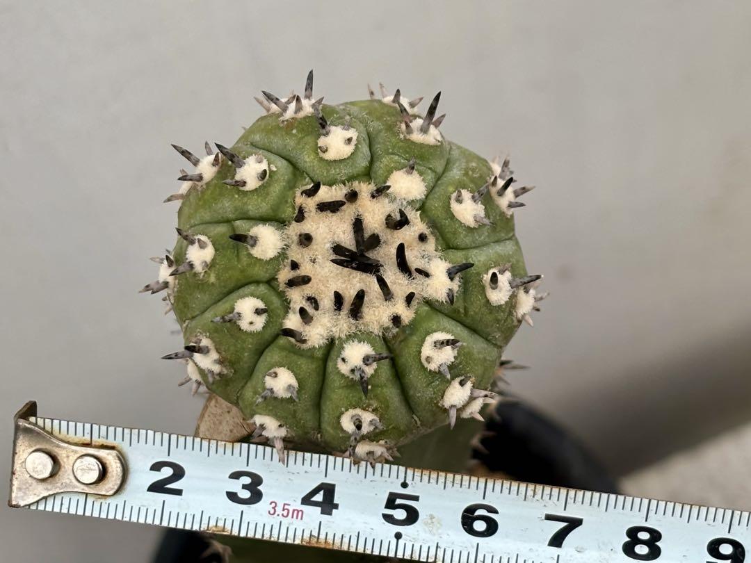 コピアポア　佐野短刺黒王丸　モンストローサ コピアポア 佐野短刺黒王丸 モンストローサ シネレア - メルカリ
