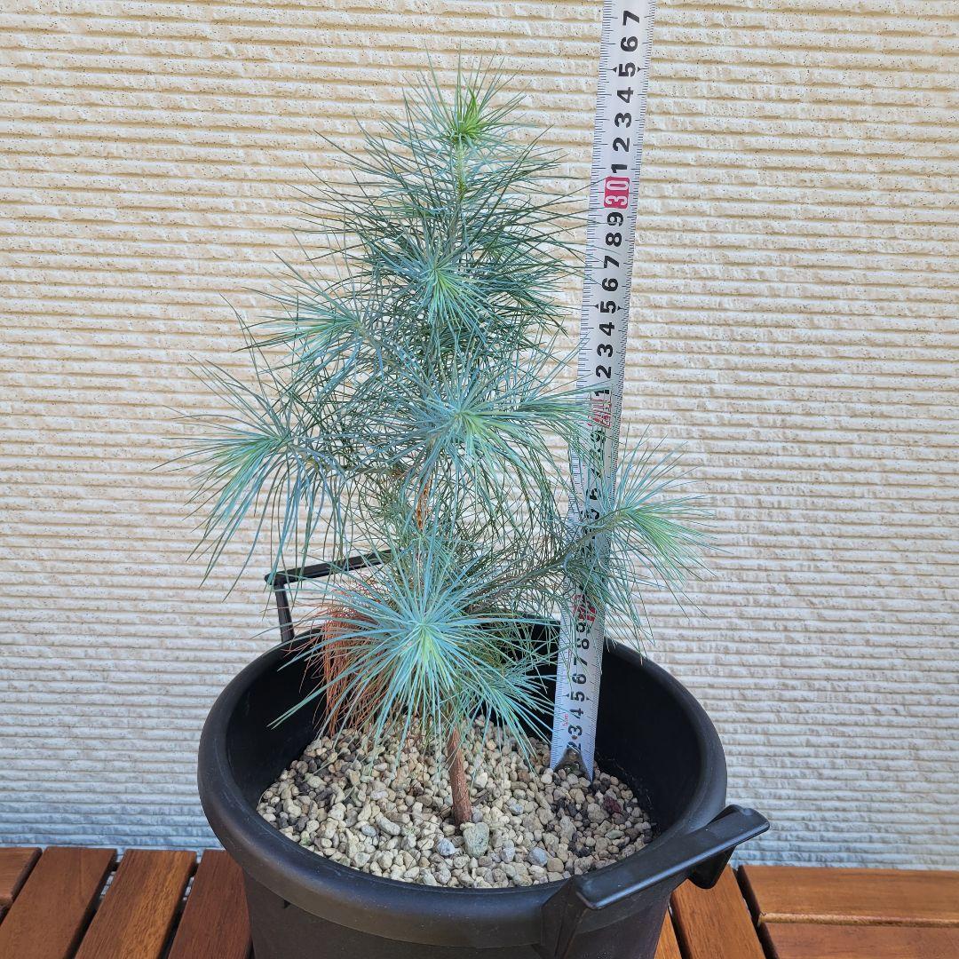 青白さが際立つ ピニョン松 Pinus maximartinezii