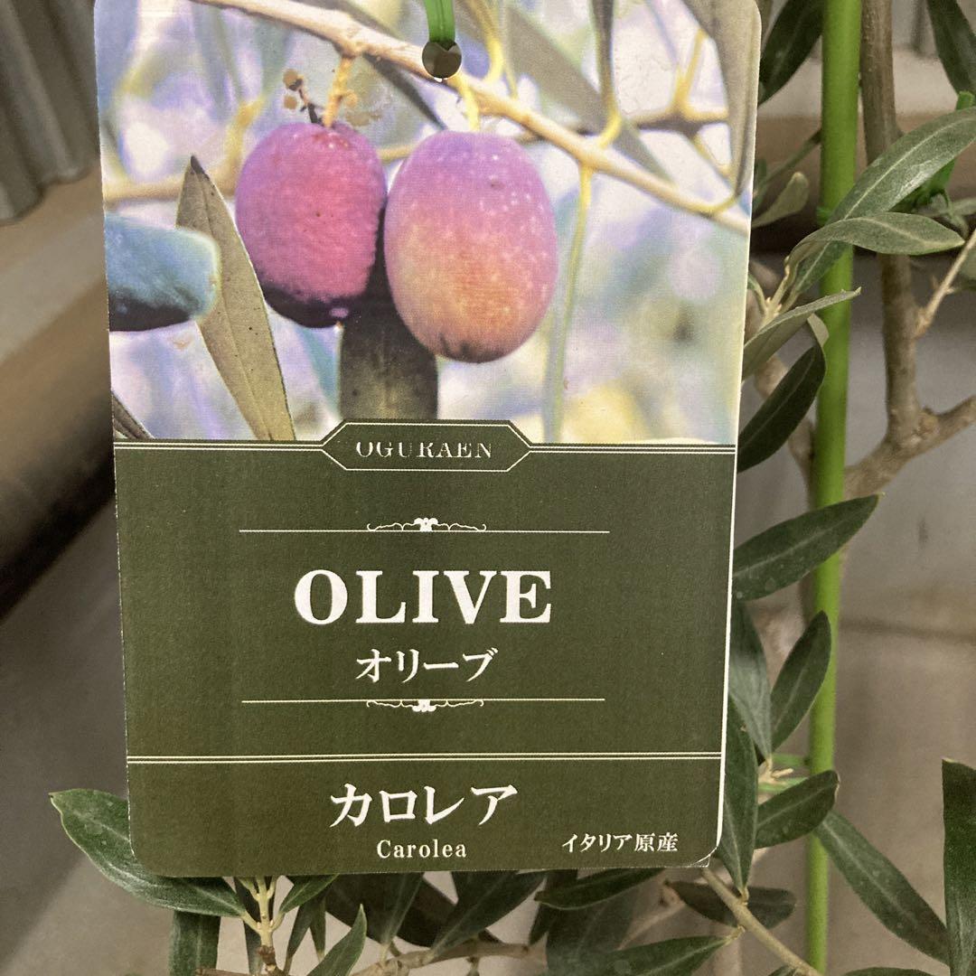 現品限り☆良品　ワシントンヤシ　葉枚数6枚　新芽出てきてます☆ 8号ロング鉢