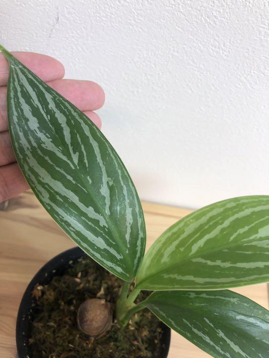 31 割引正規品 アグラオネマ ニティドゥム カーティシー Nitidum Curtisii 植物 観葉植物 インテリア 住まい 小物 Www Lavant At