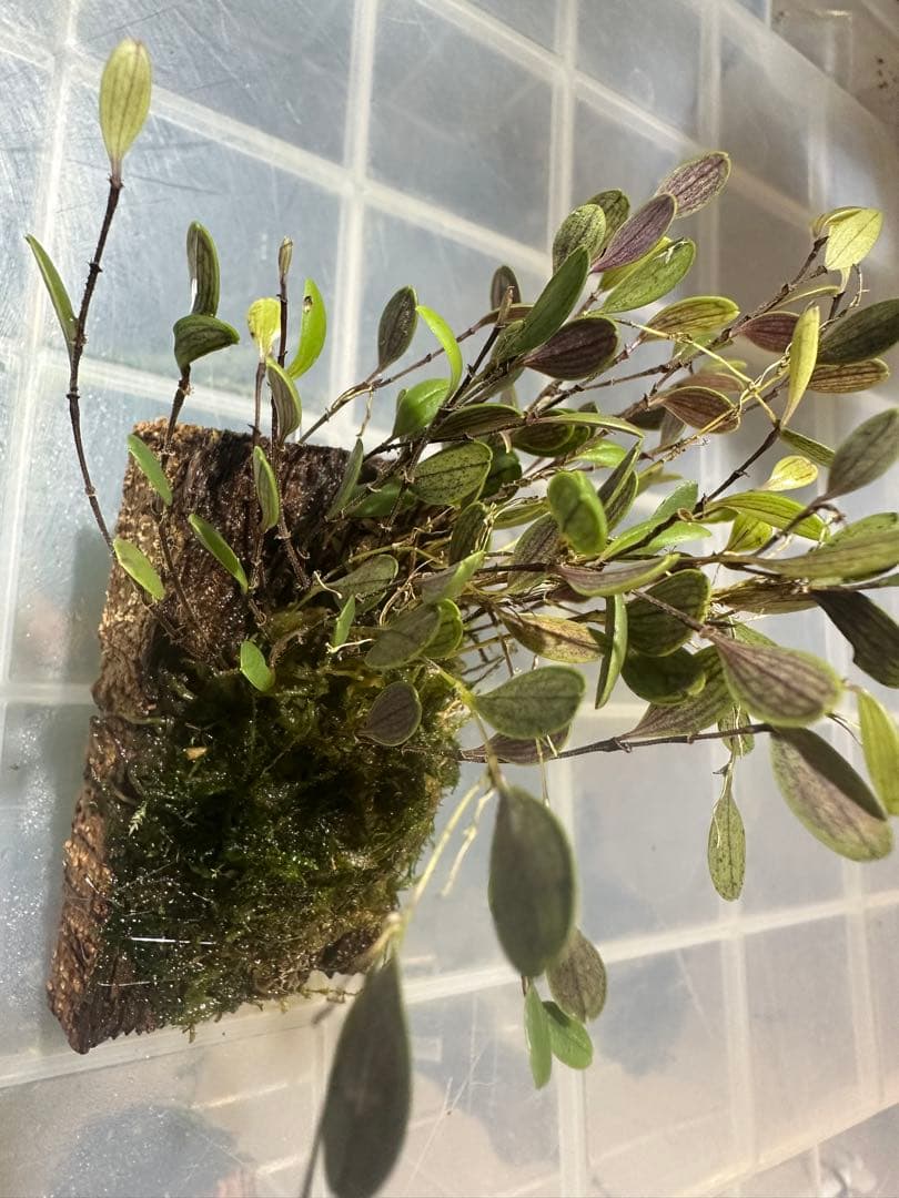 着生ラン垂れ下がり系目立った傷や汚れなし