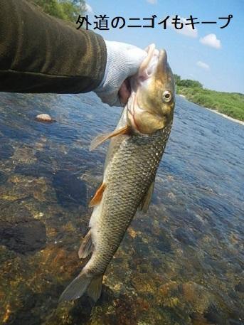 鮎釣り仕掛け　ナガシガリ仕掛け　狐型又は矢島型　約8.5号　　30セット