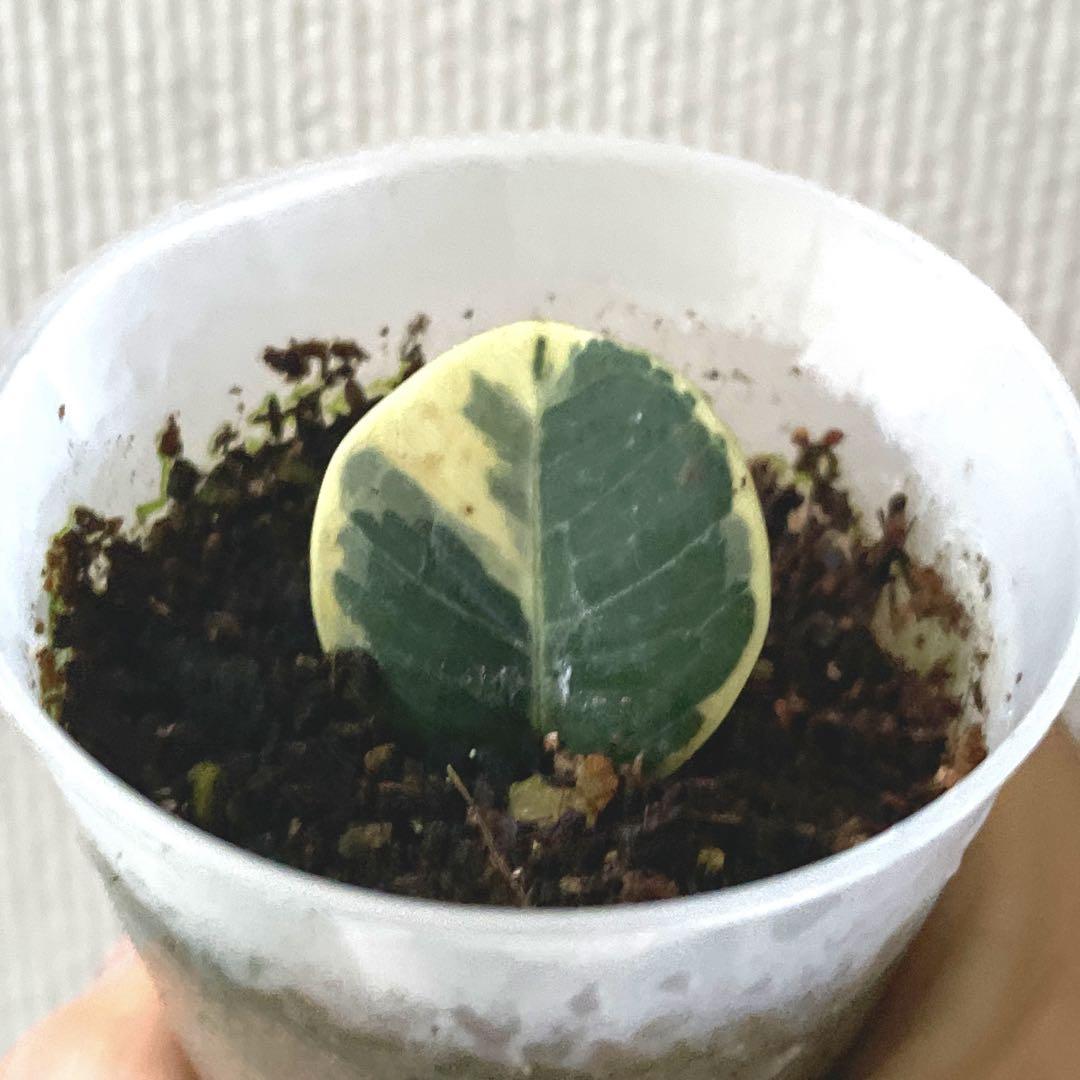 か*な様 【おもしろ株/300円スタート】パンダガジュマル 斑入り 葉挿し フ*4様 【おもしろ株/300円スタート】パンダガジュマル 斑入り