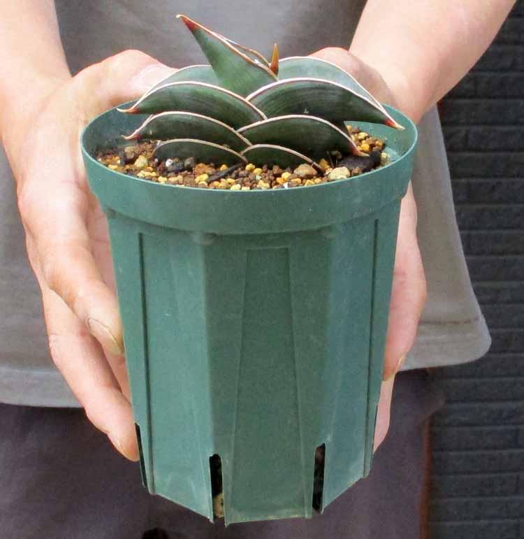 【現品】サンスベリア・ロリダ　4号鉢　さ３番　（サンセベリア）