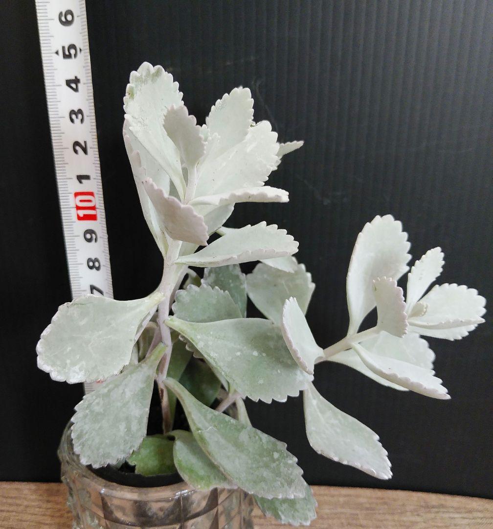 多肉植物 プミラ 白銀の舞 抜き苗 根付き