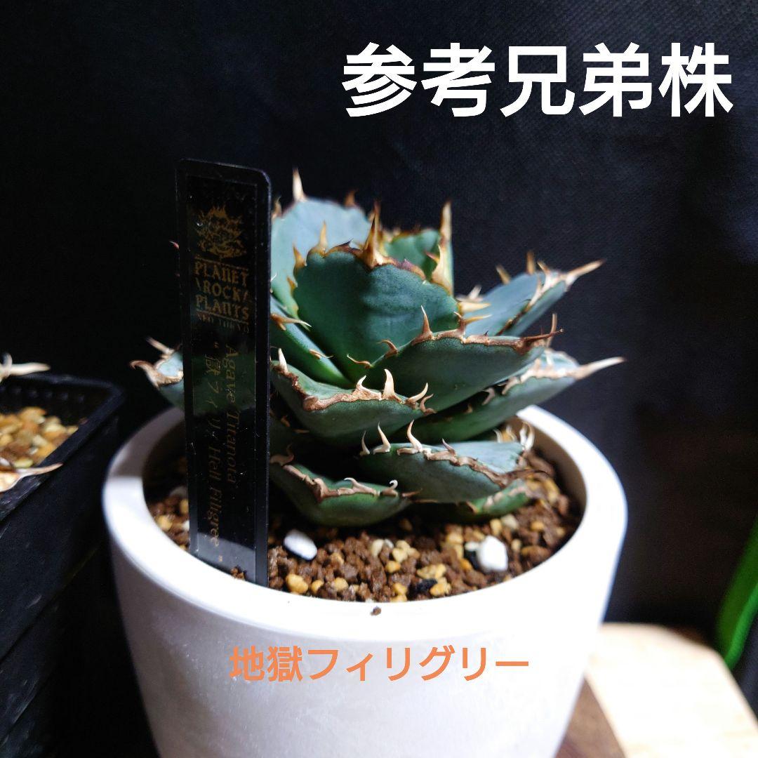 アガベ　フィリグリー　親株 レア【送料込】親株 特大サイズ フィリグリー アガベ チタノタ