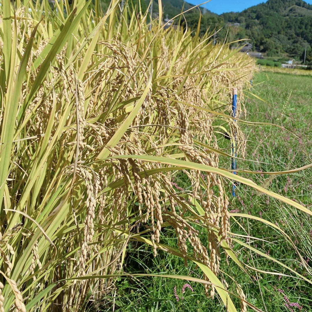 感動を呼ぶお米　新米　玄米20キロ　令和6年産