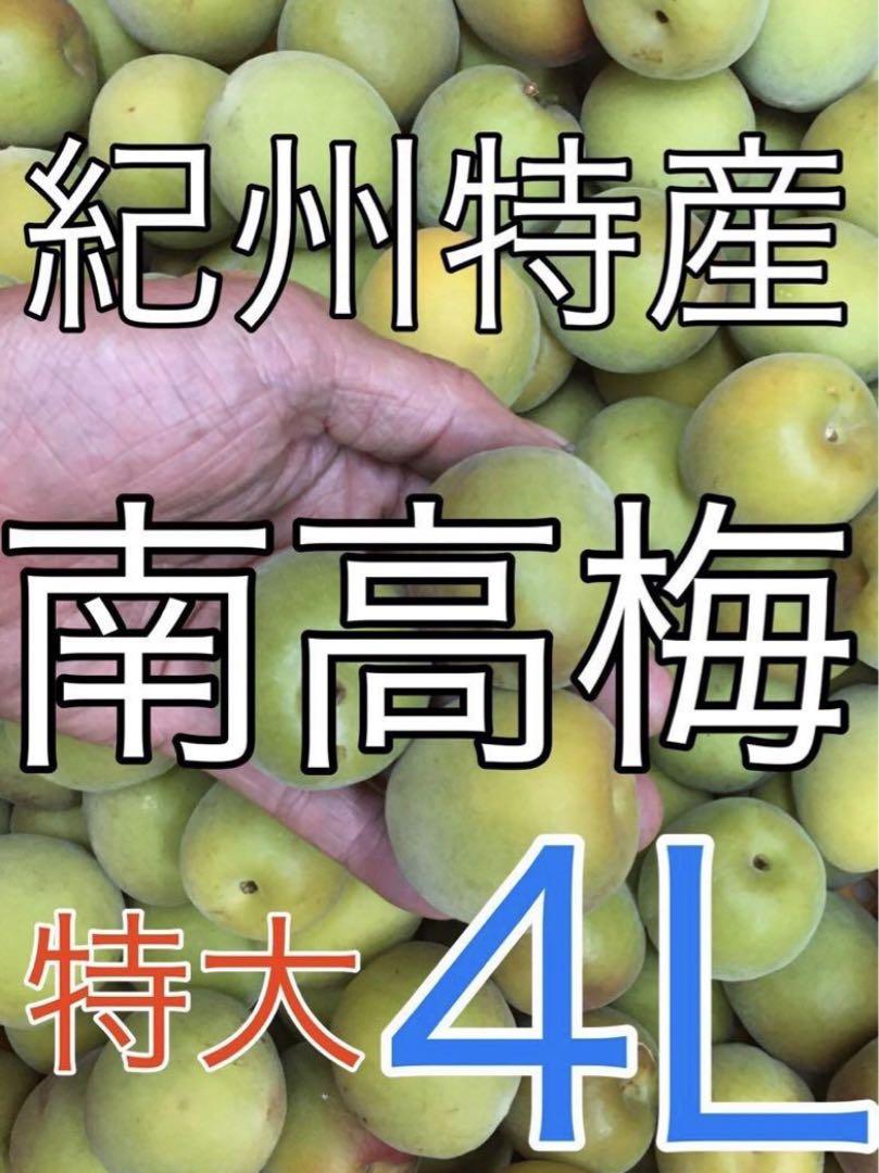 0238【秀品】青梅「紀州の南高梅」特大4L5kg 和歌山産　キルトパッチ梅店