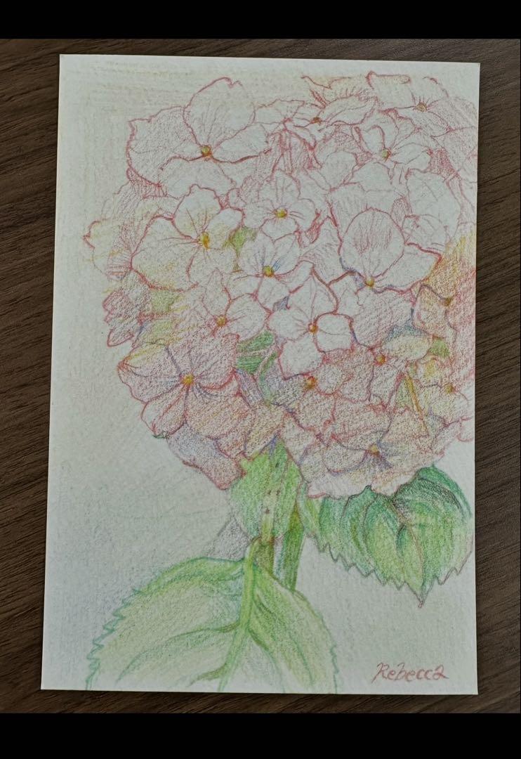 あじさいスケッチ原画(色鉛筆/ポストカードサイズ) - メルカリ