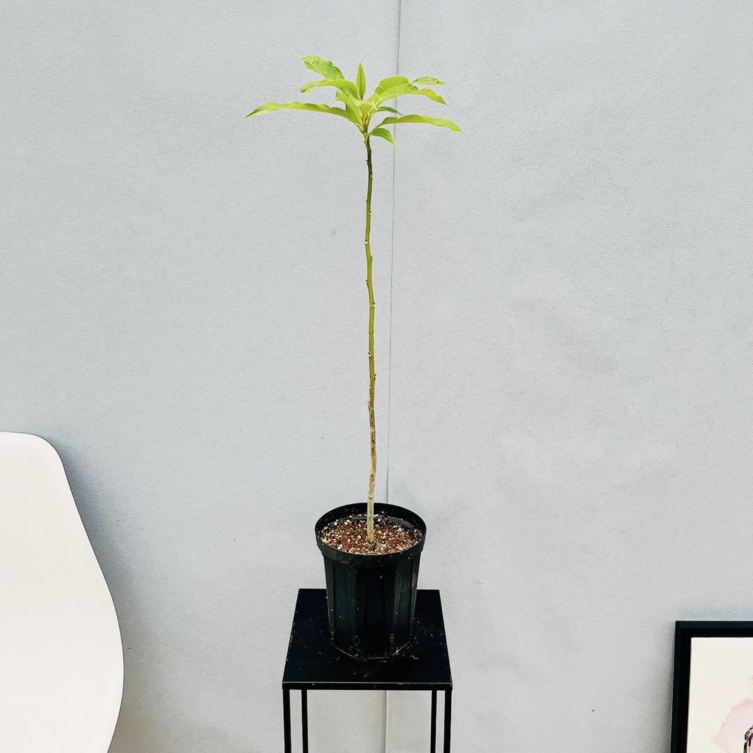 現品　キンコウボク　金厚朴　希少　観葉植物　植木　インテリアグリーン 現品］☆人気☆ 2番 キンコウボク 6号 観葉植物 屋外 珍しい
