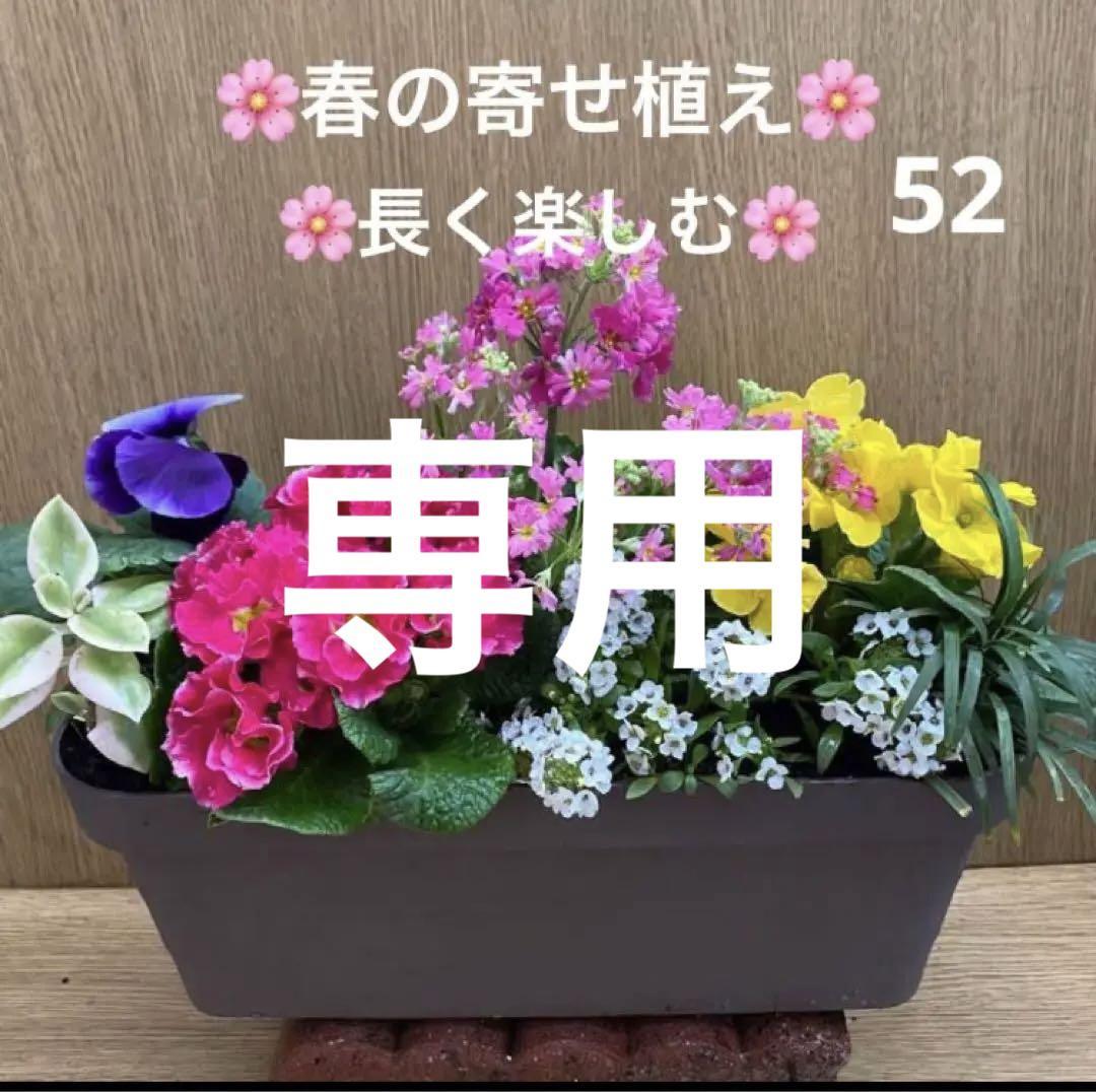 52☆寒さに強く☆初夏まで長く楽しむ☆華やかな寄せ植え☆初心者様向け☆