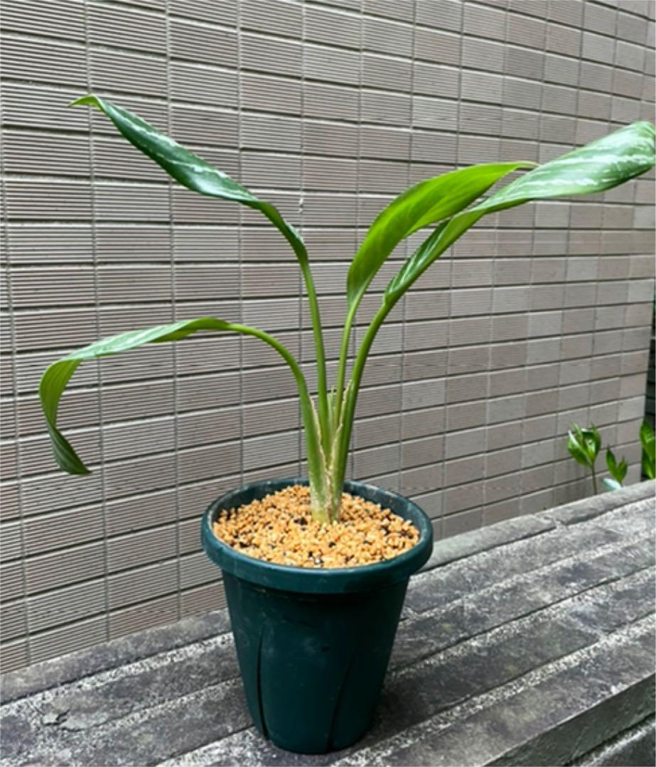 宅送 専用 アグラオネマニティドゥムカーティシー 植物 観葉植物 インテリア 住まい 小物 12 600 Karahe Com