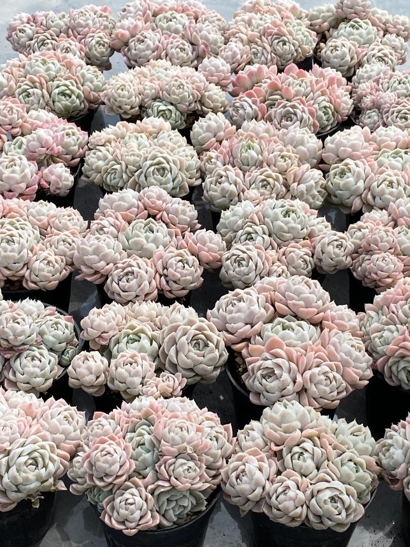 ⭐*〜様 ヒューミリス Z527×21株 抜き苗 多肉植物 エケベリア